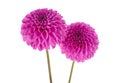 Two dahlia flowers on white background Royalty Free Stock Photo