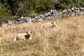 Brown dairy cows resting in the grass - Italian Alps Royalty Free Stock Photo