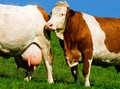 two dairy cows, cattle, on a pasture with big udder