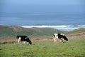 Two dairy cows grazing by ocean Royalty Free Stock Photo