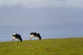 Two dairy cows grazing by ocean Royalty Free Stock Photo