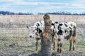 Two Dairy Cows Standing By Fence