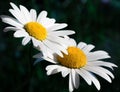 Two daisies basking in the warmth of the sunlight Royalty Free Stock Photo