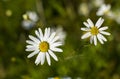 Two daisies with a bokeh-effect in background Royalty Free Stock Photo