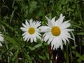 Two daisies on a bright green background