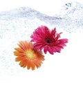 Two daisies diving in blue water Royalty Free Stock Photo