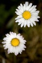 Two daisies flowers Royalty Free Stock Photo