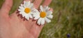 Two daisies flowers on one hand Royalty Free Stock Photo