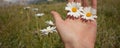 Two daisies flowers on one hand Royalty Free Stock Photo