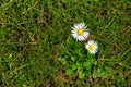 Two daisies in the grass from above, pretty flowers or lawn weed