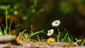 Two daisies that grow within under sunlight Royalty Free Stock Photo