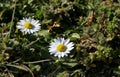 Two daisies in a meadow Royalty Free Stock Photo