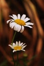 Two daisies Royalty Free Stock Photo