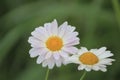 Two daisies with vibrant petals and lush green stems Royalty Free Stock Photo