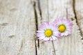 Two daisies on wooden background Royalty Free Stock Photo