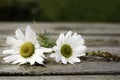 Two Daisies on a Wooden Table Royalty Free Stock Photo