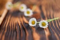 Two daisies on wooden table, seasonal flower background Royalty Free Stock Photo