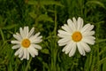 Two daisy flowers in the grass - Bellis perennis Royalty Free Stock Photo