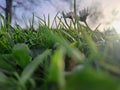 Two daisy flowers in the grass at sunset, side view Royalty Free Stock Photo