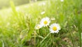 two daisy flowers in the green grass Royalty Free Stock Photo