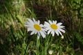 Two daisy flowers grow side by side. City greening by unpretentious plants. Royalty Free Stock Photo