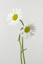 Two daisy flowers Royalty Free Stock Photo