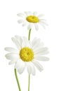 Two daisy flowers Royalty Free Stock Photo