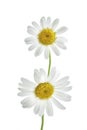 Two daisy flowers Royalty Free Stock Photo