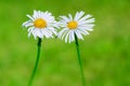 Two daisy flowers on natural green blur background, love sign Royalty Free Stock Photo