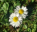 Two daisy flowers in sunlight interlocking petals Royalty Free Stock Photo