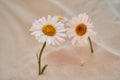 Two chamomile grows in the sand of the desert. Place for text