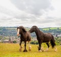 Two Dales Pony horses Royalty Free Stock Photo