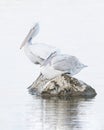 Two dalmatian pelicans on a rock