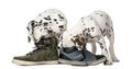 Two Dalmatian puppies chewing shoes Royalty Free Stock Photo