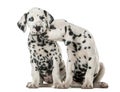 Two Dalmatian puppies cuddling Royalty Free Stock Photo