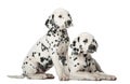 Two Dalmatian puppies Royalty Free Stock Photo