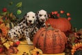 Two dalmatian puppies next to halloween pumpkin