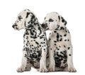 Two Dalmatian puppies sitting Royalty Free Stock Photo