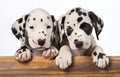 Two Dalmatian puppies on white background for pet vet care card design