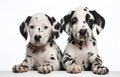 Two Dalmatian puppies on white background for pet vet care card design