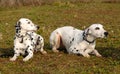 Two Dalmatians Royalty Free Stock Photo