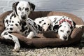 Two Dalmatians laying in bed Royalty Free Stock Photo