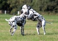 Two Dalmatians playing Royalty Free Stock Photo