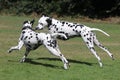 Two Dalmatians running in the park Royalty Free Stock Photo