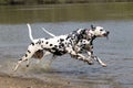 Two Dalmatians running with stick Royalty Free Stock Photo