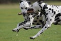 Two Dalmatians running Royalty Free Stock Photo