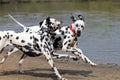 Two Dalmatians running