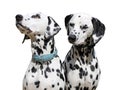 Two Dalmatians sitting, isolated against a white background. Royalty Free Stock Photo