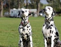 Two Dalmatians sitting