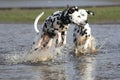 Two Dalmatians splashing in water Royalty Free Stock Photo